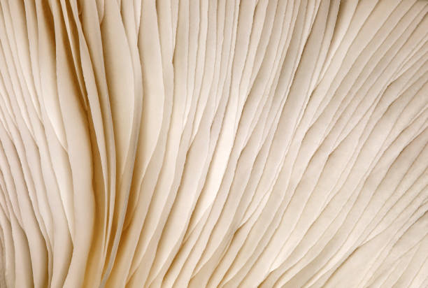 istock Mushroom oyster gills close-up, background wallpaper, uniform texture 1477991706