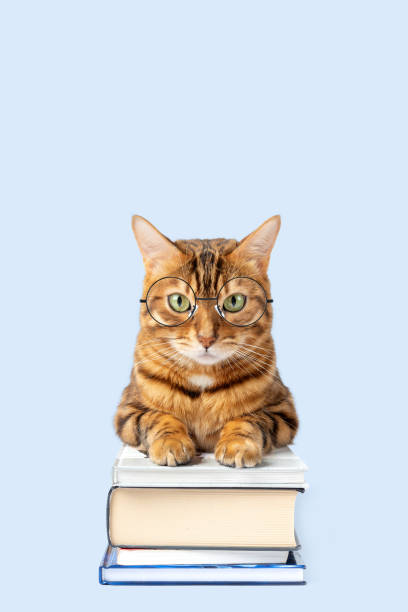 istock Bengal cat with a pile of books on a colored background. 1477991710