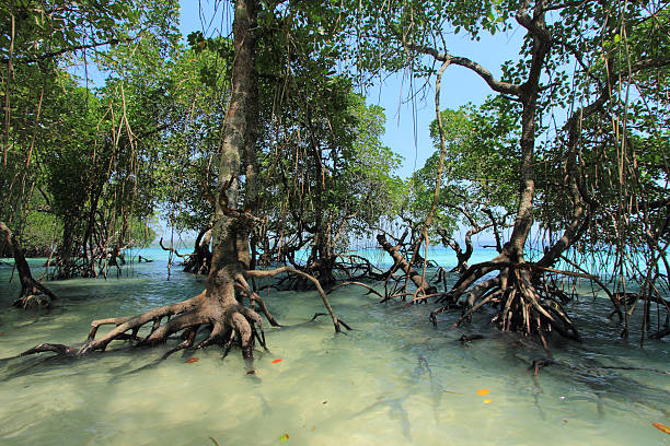 istock Andaman Islands of India 147799178