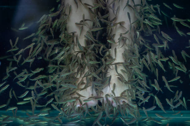 istock close-up peeling with fish legs in Asia 1477991942