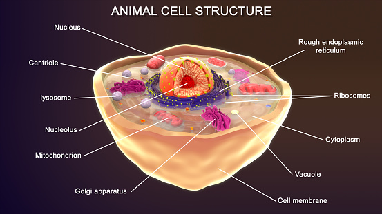Animal cells are the basic structural and functional units of animal tissues and organs. They are eukaryotic cells. It means that, unlike prokaryotic cells, animal cells have membrane-bound organelles suspended in the cytoplasm enveloped by a plasma membrane.