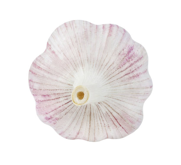 istock Garlic whole top view, isolated on white background with clipping path 1477993521