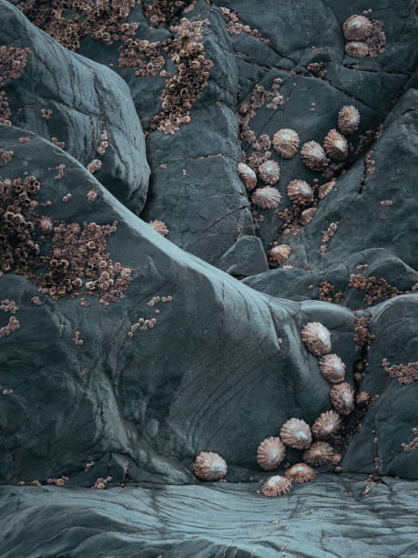 Seaside Rocks Barnacles 130+ Limpet Shell Barnacle Rock Stock Photos, Pictures & Royalty-Free ...