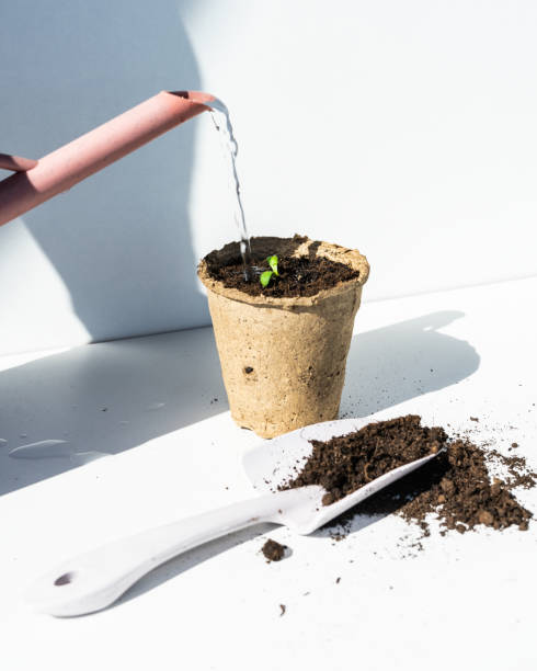 istock Seedlings in pots in biodegradable peat moss pots. Zero waste, recycling, plastic-free concept. Seedlings are grown in pots with peat moss. The concept is the absence of plastic. 1477994652