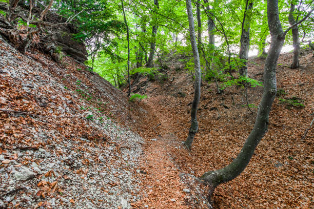 istock Path in autumn forest with fallen orange leaves between the hills 1477994680