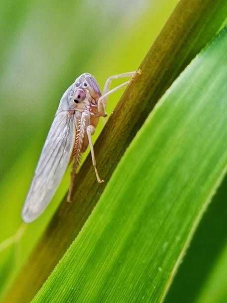 istock Selective focus of a planthopper on a tree branch with blurry background 1477997853