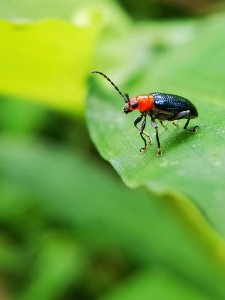 istock Selective focus of a cereal leaf beetle, a significant crop pest described by Carl Linnaeus in 1758. It has dark-blue wing covers and red legs 1477997960