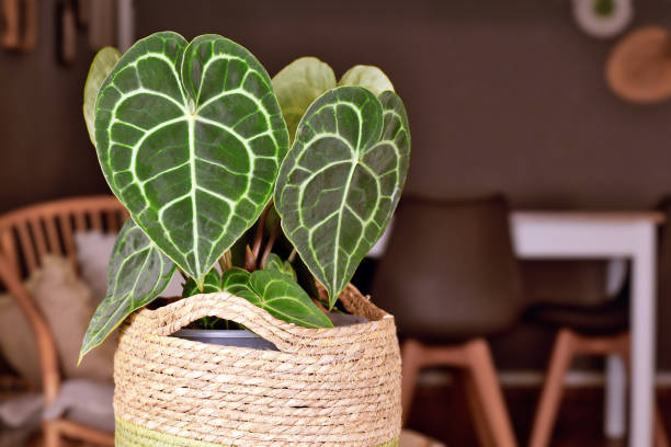istock Exotic 'Anthurium Clarinervium' houseplant 1477998939