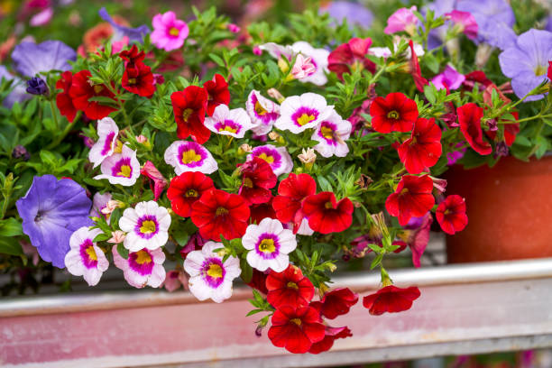 istock Beautiful blooming pansy flowers close-up 1477999143