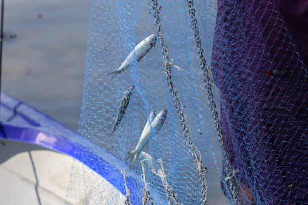 istock Blue fishing net with fish 1477999442
