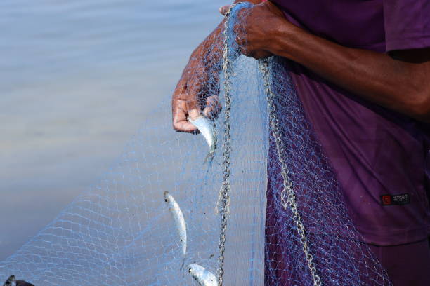 istock Fisherman picks fish from the net 1477999471