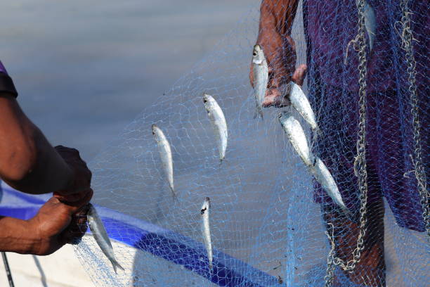 istock Fisherman picks fish from the net 1477999477