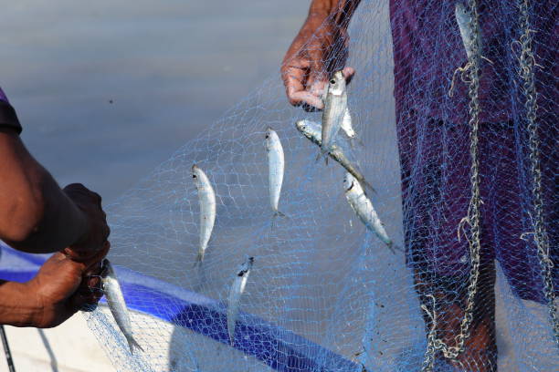 istock Fisherman picks fish from the net 1477999505