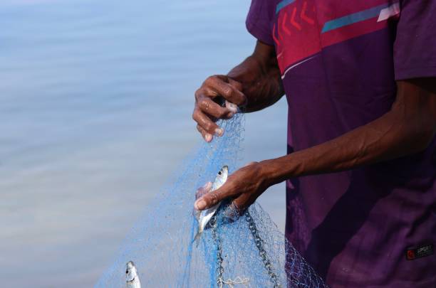 istock Fisherman picks fish from the net 1477999508