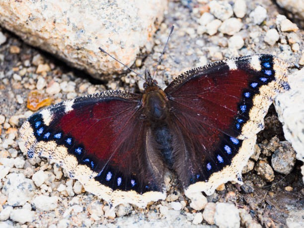 istock Mourning Cloak in japan 1477999602