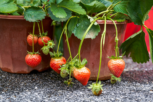 Fresh and plump potted strawberries close-up