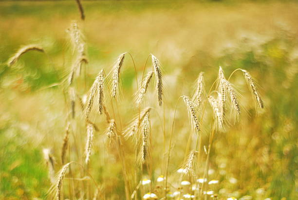 Barley Field stock photo