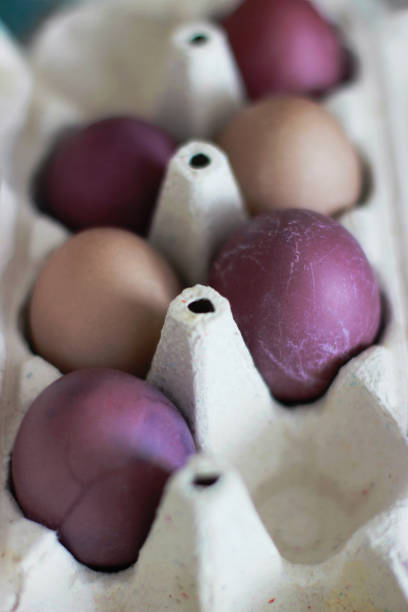 istock Selective focus. Purple eggs are ready for Easter Holiday. They are in a paper cassette. Vertical photo 1478001600