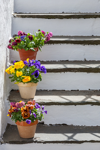 Blooming pansies in a garden staircase