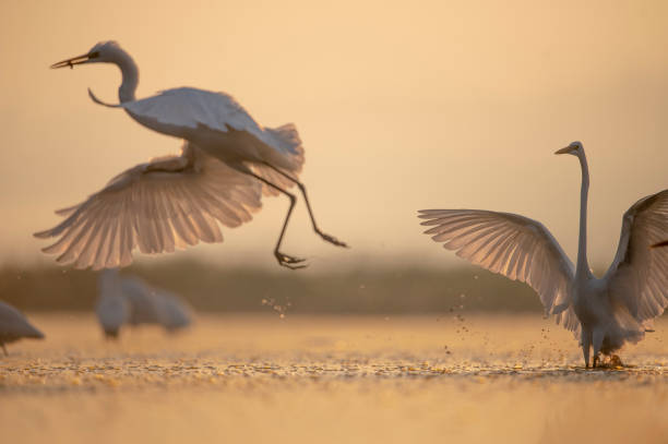 istock Great White heron fighting in lakeside in Sunrise 1478003937