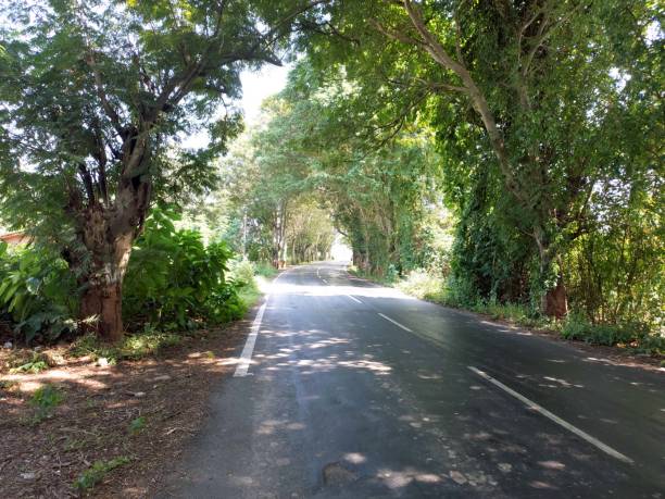 istock road along the forest. from a camera driving through beautiful empty road 1478004089