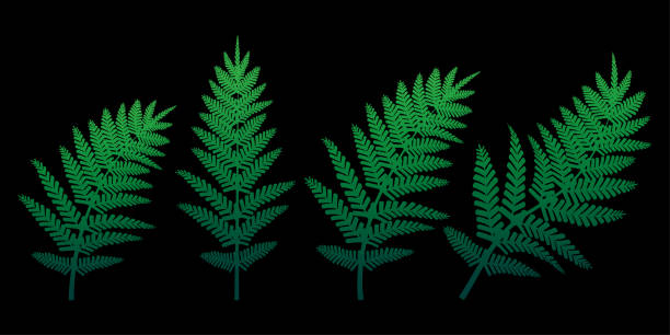 ilustrações, clipart, desenhos animados e ícones de samambaia verde em um fundo preto. ilustração vetorial. - fern stem bracken leaf