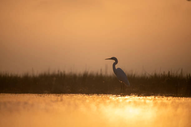 istock Great White heron in lakeside in Sunrise 1478004682