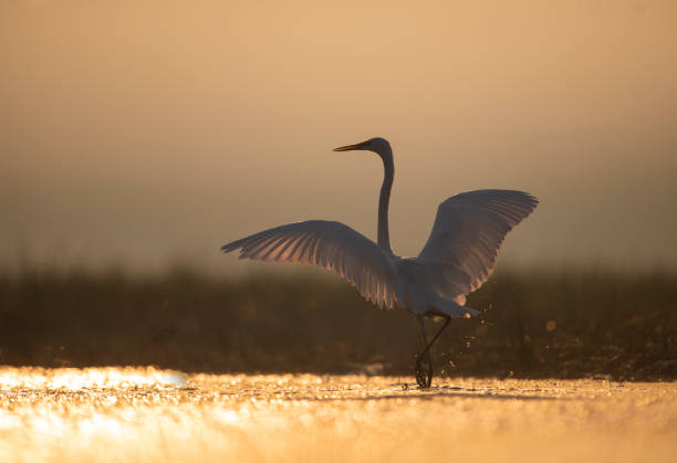 istock Great White heron in lakeside in Sunrise 1478004788