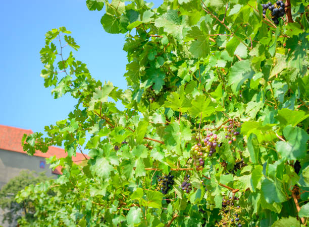 istock Branches with green leaves and ripening grapes 1478004853