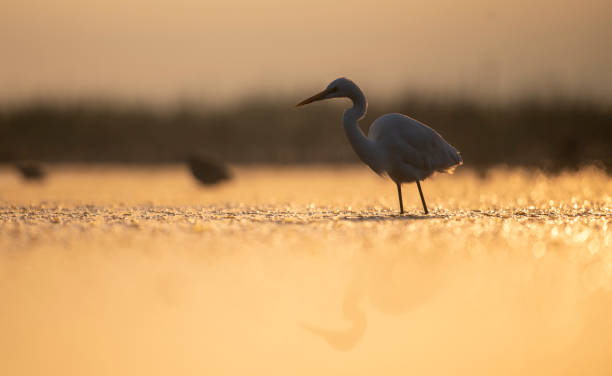 istock Great White heron in lakeside in Sunrise 1478004956