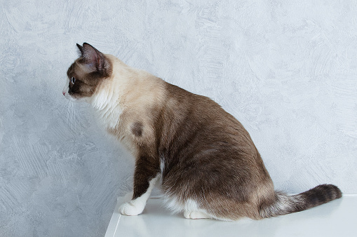 Snowshoe cat sitting on a dresser in a room. Profile view.