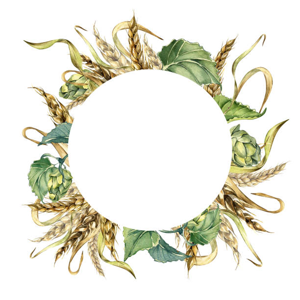 Wreath of wheat ear, hop watercolor illustration isolated on white background. Wreath of wheat ear, hop watercolor illustration isolated on white background. Spikelet of rye, humulus plant hand drawn. Design element for advertising, beer festival, packaging, label brewing water colour beer hops stock illustrations