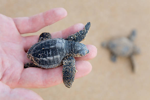 unechte karettschildkröte baby (caretta carretta) - turtle young animal beach sea life stock-fotos und bilder