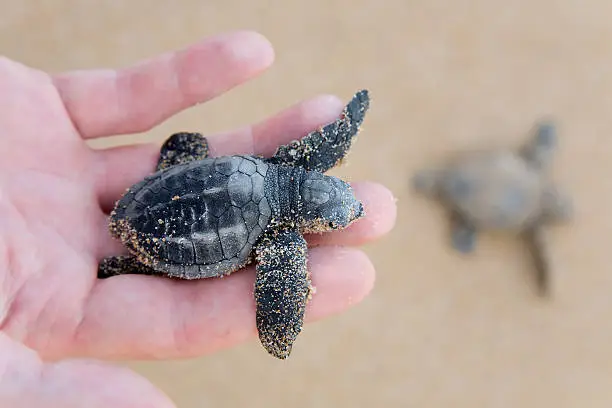 Photo of Loggerhead Turtle baby(Caretta carretta)