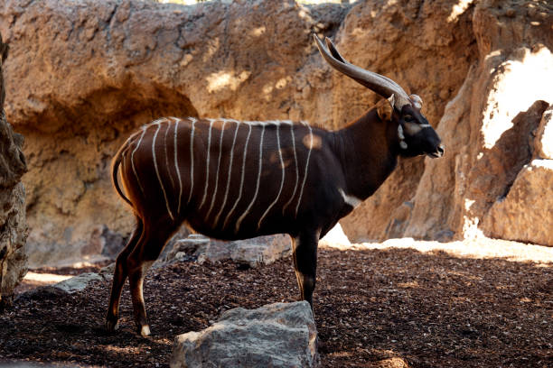 istock A brown bongo antelope with horns and stripes stands at the rocks alone. 1478009410