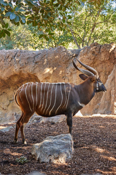 istock A brown bongo antelope with horns and stripes stands at the rocks alone. 1478009419