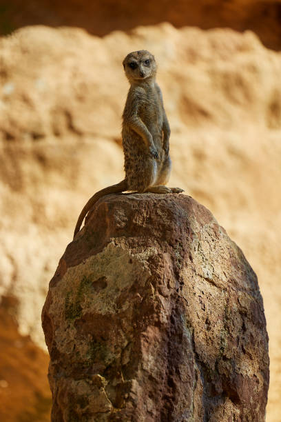 istock Meerkat stands alone on a large stone 1478009512