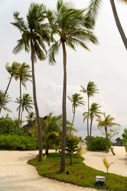 vista delle alte palme tropicali che ondeggiano nella brezza dell'oceano - luxury hotel palm tree lush foliage asia foto e immagini stock
