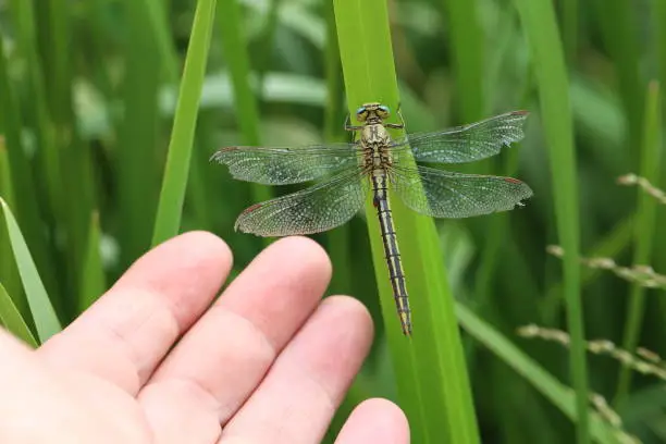 Photo of Dragonfly sits in the reeds on the lake