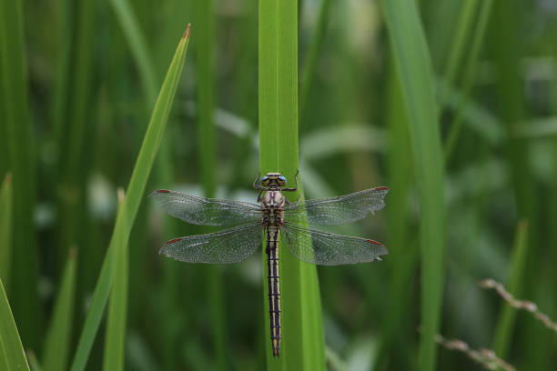 istock Dragonfly sits in the reeds on the lake 1478012013