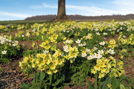 Flowerbed with cowslips and wood anemones.