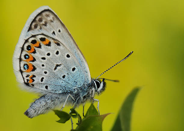 istock Butterfly on the leaves.  Polyommatus icarus. 147801250