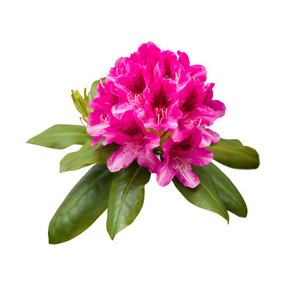 Pink rhododendron flowers, close up shot isolated on white background
