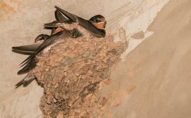 istock Welcome swallow birds nesting in mud nests in small colony 1478013780