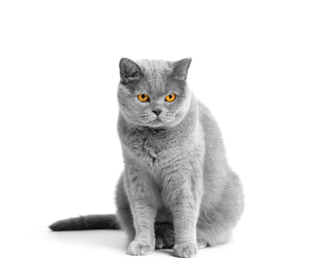 istock Purebred British cat sits on a white background. 1478014825