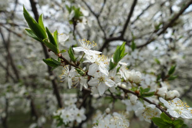 istock Unpollinated white flowers of plum tree in April 1478015083