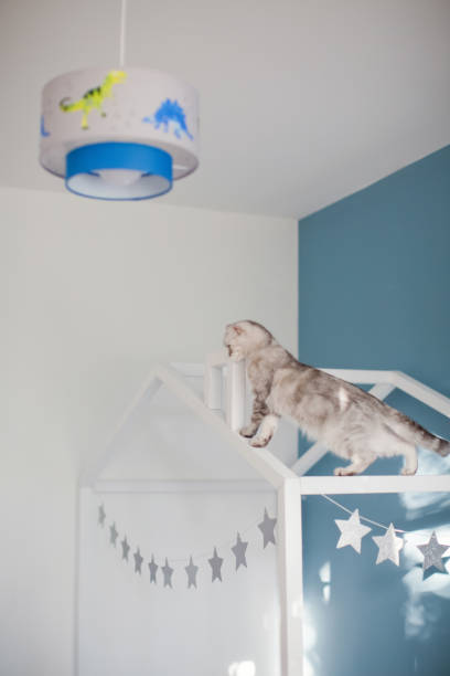 istock Grey cat on the childs bed 1478015247
