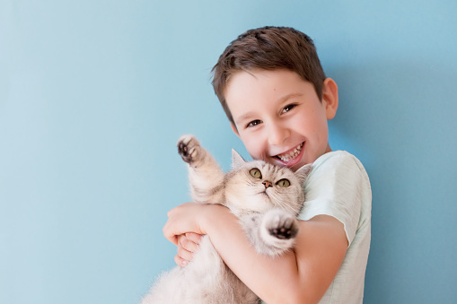 Caucasian boy and grey british cat on a blue background with copy space