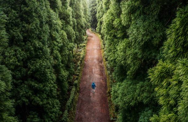 vue en hauteur d’un homme solitaire, marchant dans la forêt - distance running jogging running fog photos et images de collection
