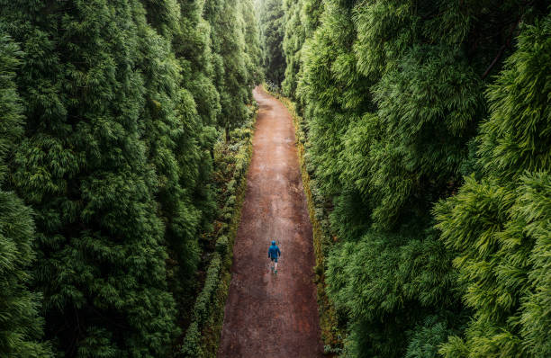 숲을 걷고 있는 외로운 남자의 높은 각도 보기 - pinaceae 뉴스 사진 이미지